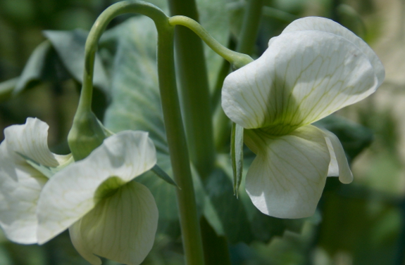 Pea flowers