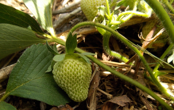 Ripening strawberries