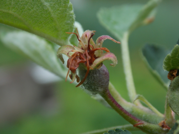 Tiny apple