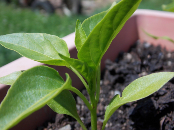 Young pepper plant