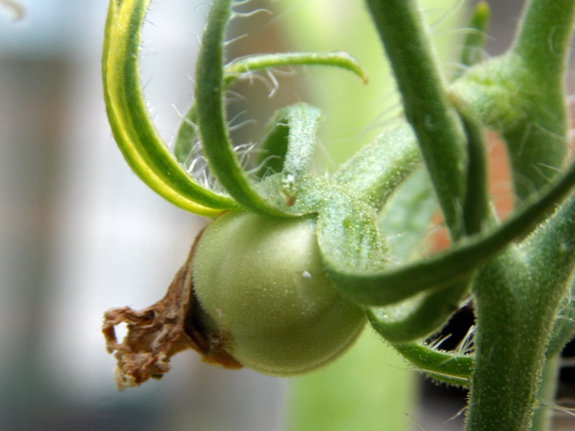 Baby tomato