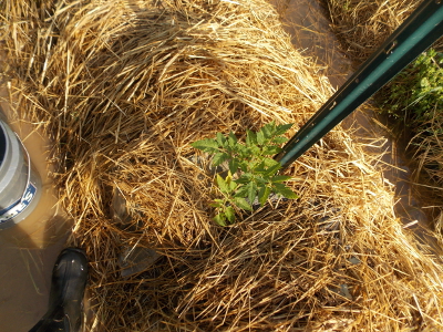 Gardening in chinampas