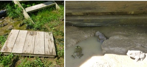 using an old shipping pallet for a toad house