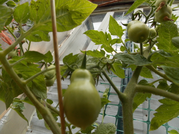 Upward bound tomato