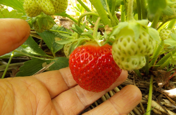 Ripening strawberry