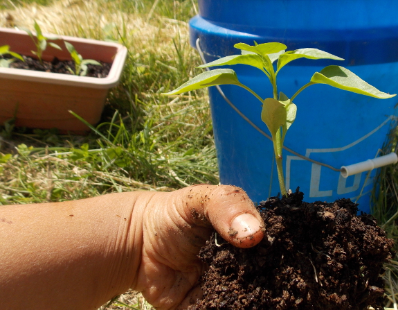 Transplanting peppers