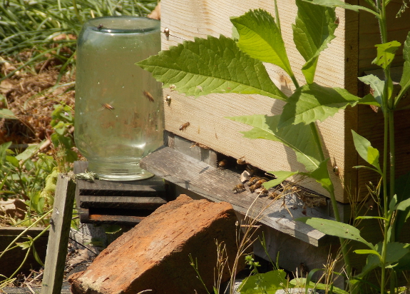 Busy bee hive