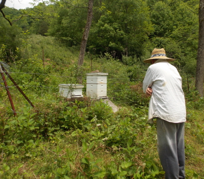 Watching the hive