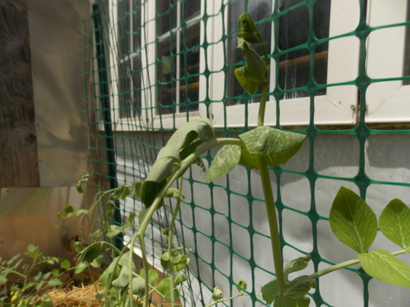 Droopy pea plant