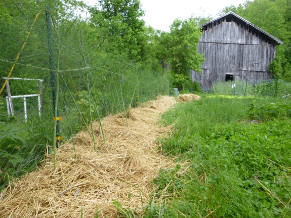 asparagus alley all tied up near barn in Mule garden