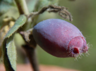 Ripening honeyberry