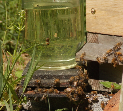 Bee feeder