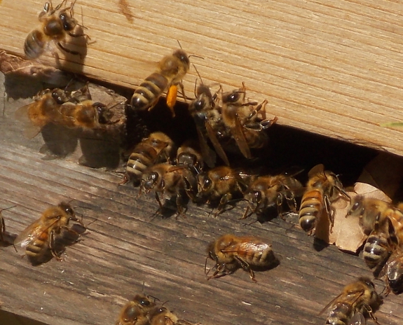 Busy bee hive