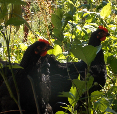 Sunny chickens