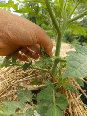 Breaking off tomato sucker