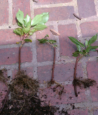 More rooted kiwi cuttings