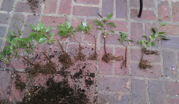 Rooted kiwi cuttings