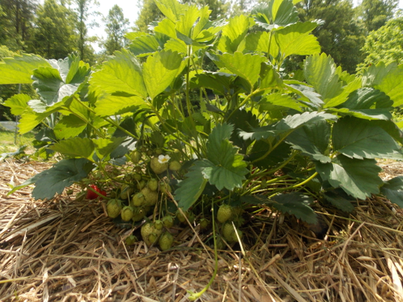 Sparkle strawberry plant