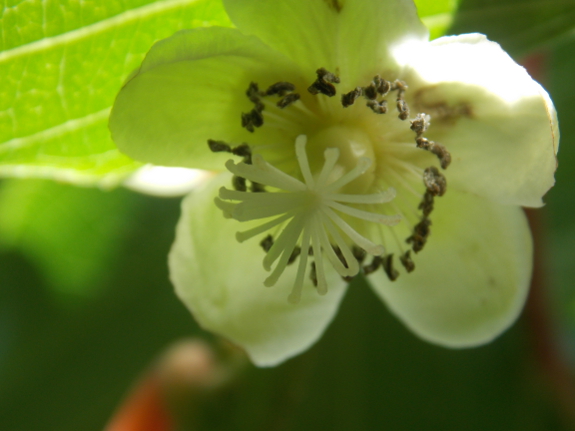 Hardy kiwi flower