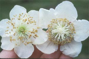 Male and female kiwi flowers