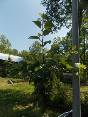 Branching at the top of a tree