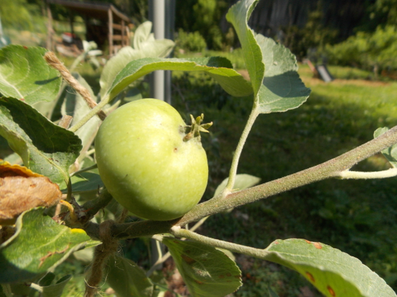 Immature apple