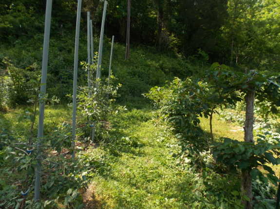 Summer pruned trees and vines