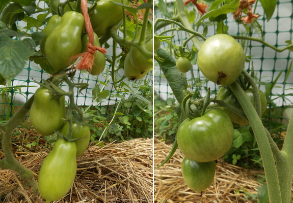 Training tomatoes on a string trellis