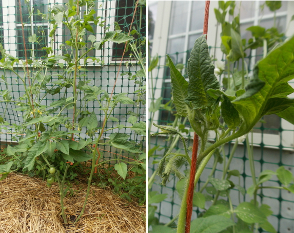 Training tomatoes on a string trellis