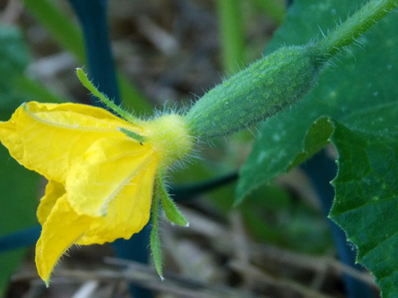 Cucumber flower