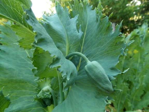 Poppy flower bud