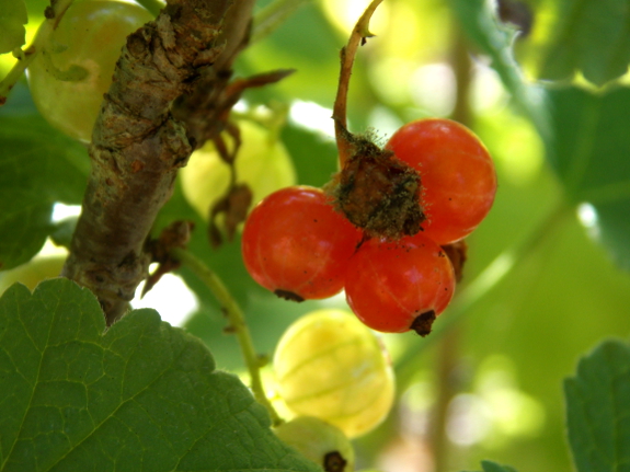 Red currant