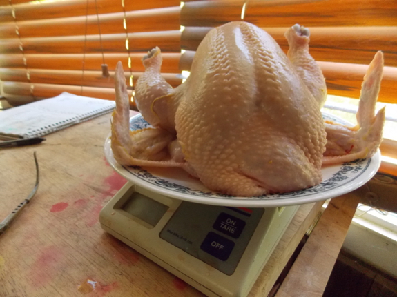 Weighing a chicken