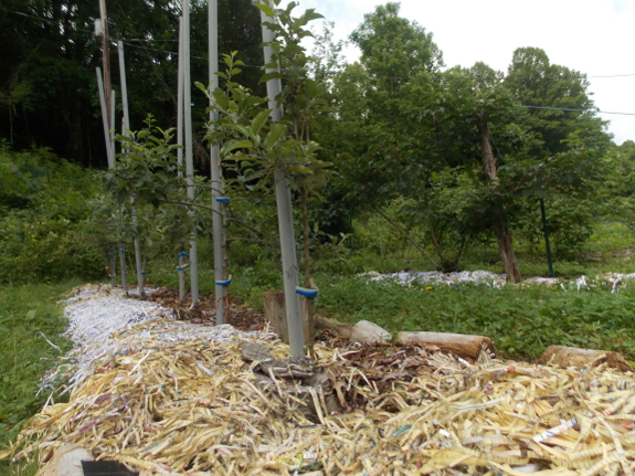 Shredded paper mulch