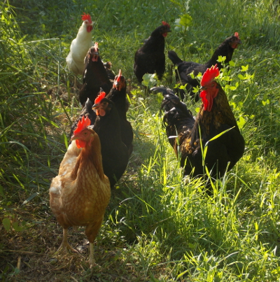 Chickens on pasture