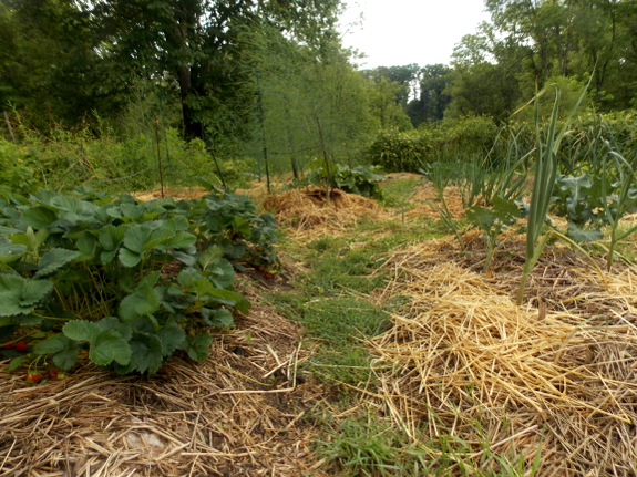 Mulched garden