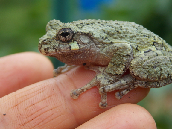 Gray tree frog