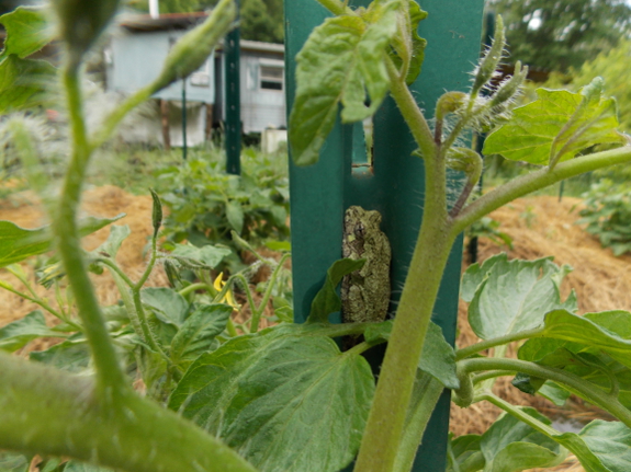 Tree frog amid the tomatoes