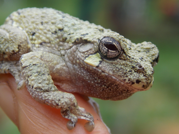 Tree frog eye