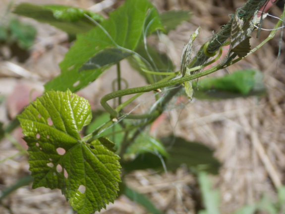 Twining grape