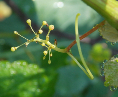 Baby grapes