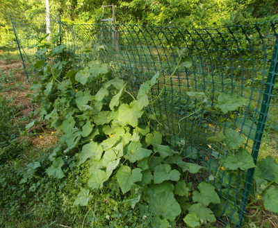 Cucumber trellis