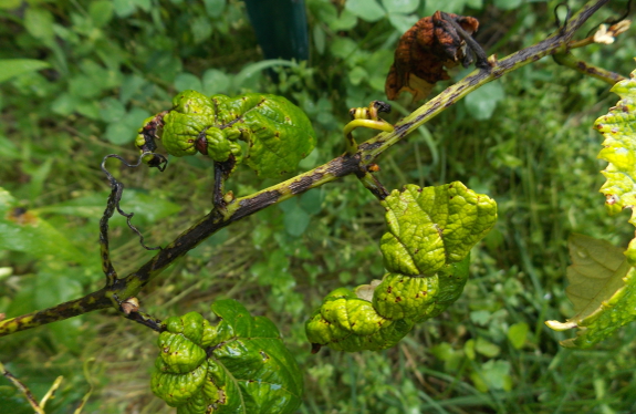 Grape phomopsis