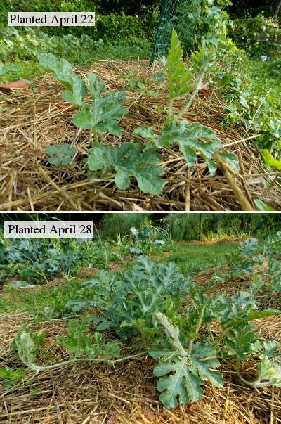 Watermelon plants