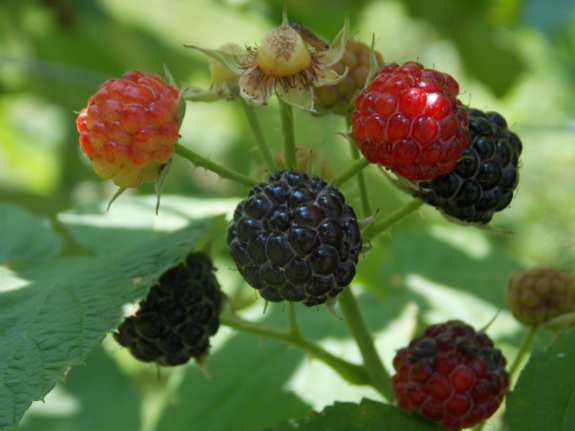 4 year old black raspberry plant fruiting