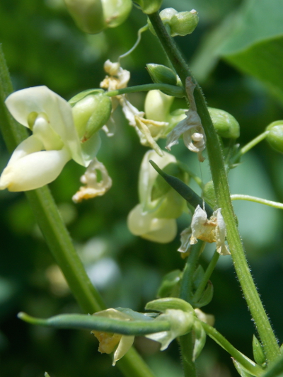 Developing green bean