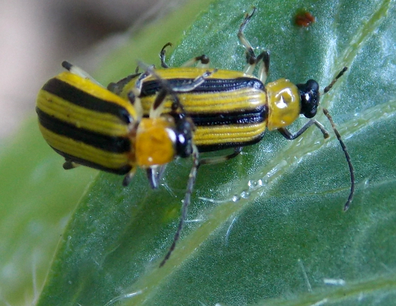 Mating cucumber beetles