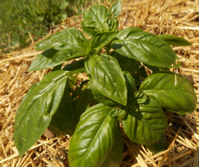 Topped basil