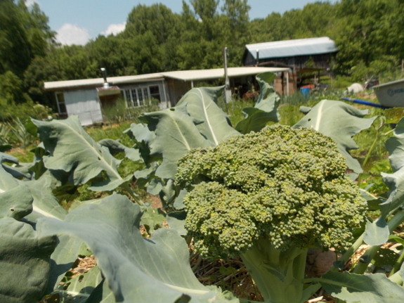 Wilting broccoli