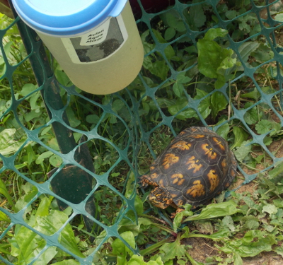 Captured box turtle